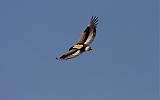 TANZANIA - Serengeti National Park - 279